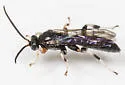 Leurus caeruliventris - photo 4
