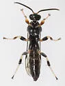 Leurus caeruliventris - photo 5
