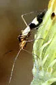 Leutiola ajo - photo 3