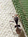Leutiola ajo - photo 4