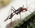Leutiola ajo - photo 5