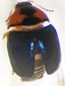 Lexiphanes affinis