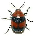 Lexiphanes guerini