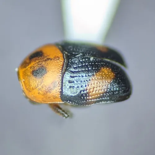 Lexiphanes mexicanus - photo 2