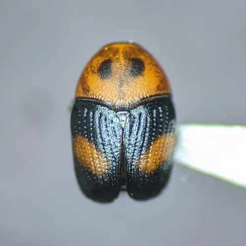 Lexiphanes mexicanus - photo 4