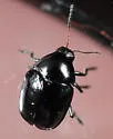 Lexiphanes saponatus