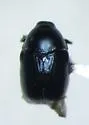 Lexiphanes saponatus - photo 2