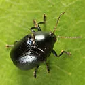 Lexiphanes saponatus - photo 3