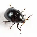 Lexiphanes saponatus - photo 4