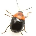 Lexiphanes teapensis - photo 2