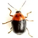 Lexiphanes teapensis - photo 3