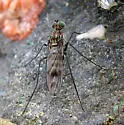 Liancalus genualis