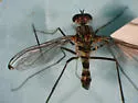 Liancalus genualis - photo 2