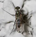 Liancalus genualis - photo 5