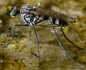 Liancalus hydrophilus