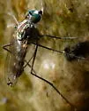 Liancalus hydrophilus - photo 2