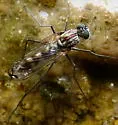 Liancalus hydrophilus - photo 3