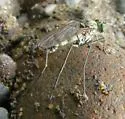 Liancalus limbatus - photo 2