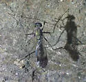 Liancalus similis