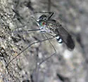 Liancalus similis - photo 2