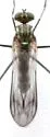 Liancalus similis - photo 4