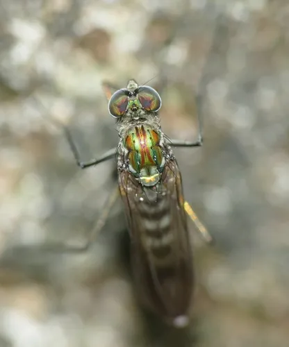 Liancalus virens
