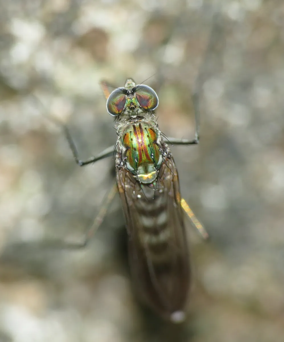 Liancalus virens - photo 3