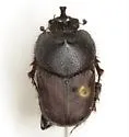 Liatongus californicus - Liatongus californicus