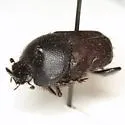 Liatongus californicus - photo 2