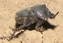 Liatongus californicus - photo 3