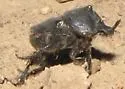 Liatongus californicus - photo 4