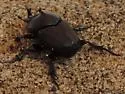 Liatongus californicus - photo 5
