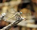 Comanche Skimmer - photo 2