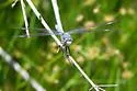 Comanche Skimmer - photo 3
