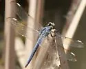 Comanche Skimmer - photo 4