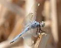 Comanche Skimmer - photo 5