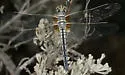 Bleached Skimmer - photo 2