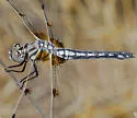 Bleached Skimmer - photo 3