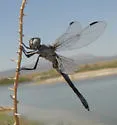 Bleached Skimmer - photo 4