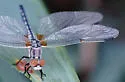 Bleached Skimmer - photo 5