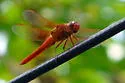 Neon Skimmer
