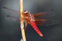 Neon Skimmer - photo 2