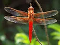 Neon Skimmer - photo 3