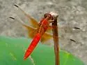 Neon Skimmer - photo 4