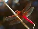 Neon Skimmer - photo 5