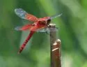 Red-mantled Skimmer