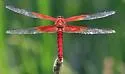 Red-mantled Skimmer - photo 2