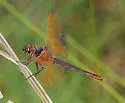 Purple Skimmer
