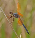 Purple Skimmer - photo 2