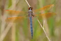 Purple Skimmer - photo 3